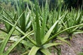 Aloe Vera Plant The herb has many medicinal properties. Helps to treat various diseases well. It is native to the Mediterranean