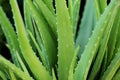 Aloe Vera Plant