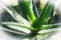 Aloe Vera Plant High Quality Royalty Free Stock Photo