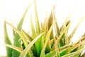 Aloe vera plant isolated