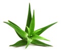 Aloe vera plant isolated on white Royalty Free Stock Photo