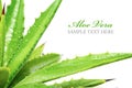 Aloe vera Royalty Free Stock Photo