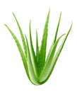 Aloe vera plant isolated on white Royalty Free Stock Photo