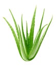 Aloe vera plant isolated on white