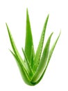 Aloe vera plant isolated on white background Royalty Free Stock Photo
