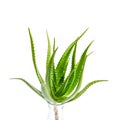 Aloe vera plant isolated on white background