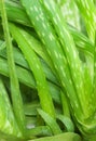 Aloe Vera Plant Leaves