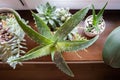Aloe vera plant in the living room. Small plant pots displayed in the window