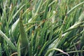 aloe vera plant a member of the Asphodelaceae family similar cactus