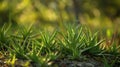 Aloe vera plant in natural sunlight. Macro shot of green succulent