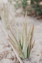 Aloe Vera plant growing in outdoor garden