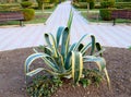 The aloe vera plant is planted in Dendrariu Park