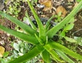 Aloe vera plant on pot at an outdoor garden