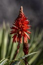 Aloe Vera plant with a red flower. Small depth of field. Out of focus background Royalty Free Stock Photo