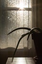 Aloe vera plant silhouette by window