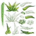 Aloe vera plant sketches. Herb leaf, nature flora