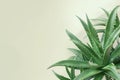 Aloe vera plant on soft neutral background Royalty Free Stock Photo