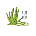 Aloe Vera plant sprout branch and slices