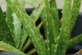 aloe vera plant in a pot, it is found in many consumer products including beverages, skin lotion, cosmetics, or ointments for min