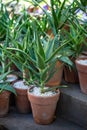 Aloe Vera plant in terracotta ceramic clay pots in outdoor flower shop, garden store Royalty Free Stock Photo