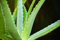 Aloe vera plant used as an alternative natural herbal medicine and as cosmetic ingredient