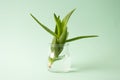 Aloe vera plant in the water glass jar. Royalty Free Stock Photo