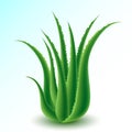 Aloe vera Royalty Free Stock Photo