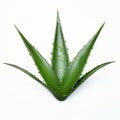 Aloe Vera Plant On White Background: Modernism Meets Nature