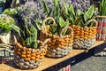 Aloe vera  plant in wicker baskets on the shelf Royalty Free Stock Photo