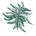 Aloe Vera plant, woodcut style design, hand drawn doodle, sketch Royalty Free Stock Photo