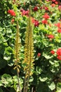 Aloe Vera plant yellow flower spikes in a garden