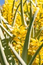 Aloe Vera Plantation In Bloom Royalty Free Stock Photo