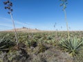 Aloe vera plantation Canary Islands.