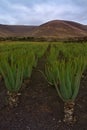 Aloe Vera plantation on Lanzarote