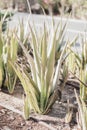 Aloe Vera planted growing outdoors