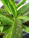 Aloe vera plants grow everywhere and are good for health