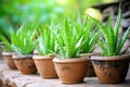 aloe vera plants natural aphrodisiacs in clay pots