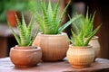 aloe vera plants natural aphrodisiacs in clay pots