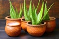 aloe vera plants natural aphrodisiacs in clay pots