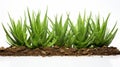 Aloe Vera Plants Growing In Soil On White Background