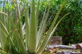 Aloe vera plants in Thailand