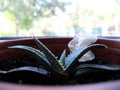 Aloe vera plants, tropical green plants tolerate hot weather