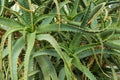 Aloe vera plants, tropical green plants tolerate hot weather Royalty Free Stock Photo