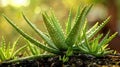 Aloe vera plants with water droplets. Macro shot with sunflare Royalty Free Stock Photo