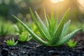 Aloe vera plants with water droplets. Macro shot with sunflare Royalty Free Stock Photo