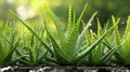 Aloe vera plants with water droplets. Macro shot with sunflare Royalty Free Stock Photo