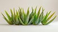 Aloe Vera is popular plant used in many ways Royalty Free Stock Photo