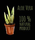 Aloe vera in the pot Hand drawn illustration