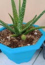 Aloe Vera In Pot Royalty Free Stock Photo