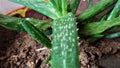 Aloe vera Royalty Free Stock Photo